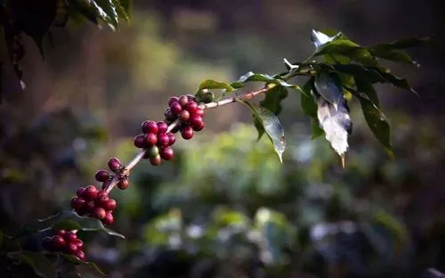 充当一次冒险家，探寻咖啡豆的起源和历史